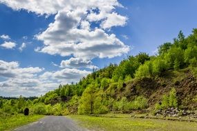 green trees on a hill near the road