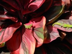 green gecko lizards on red leaves