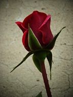 closeup photo of Rose with red petals in the garden