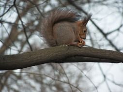 Squirrel on the tree in wildlife