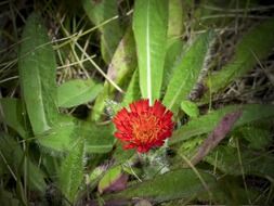 red hawk weed wild flower