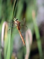 dragonfly close-up on blurred background