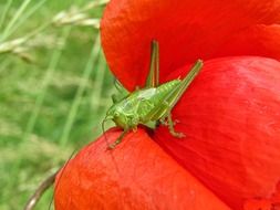 very beautiful grasshopper