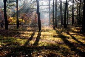 shadows of tree trunks in the autumn forest