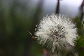 flower fresh