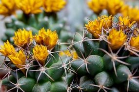 cactus in bloom closeup