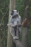 Monkey on a tree in the forest