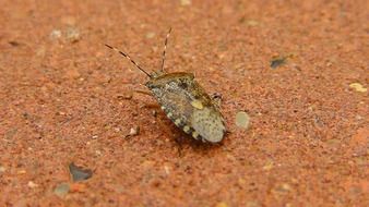 brown beetle disguised on the ground
