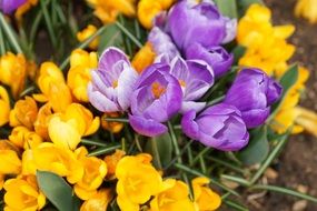 yellow purple crocus flower nature