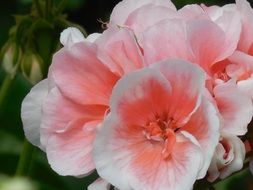 huge pink geranium flower in the garden