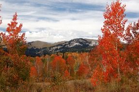 red autumn landscapes in colorado