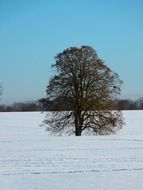 lone tree in a field with snow in winter