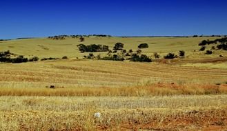 Dry Wheat Fields to Australia