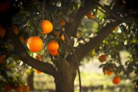 astounding oranges tree
