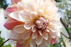 light pink dahlia flower in the garden