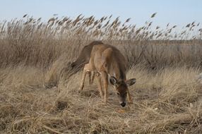 picture of wild deer on a yellow glass field