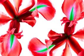 two red iris flowers at white background