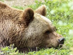 Brown bear in nature