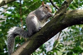 squirrel with a nut on a tree