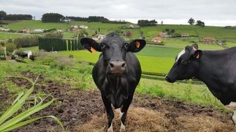 Cows on the prairie