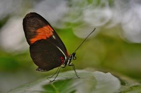 brown butterfly with orange spot