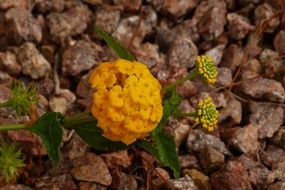 charming yellow exotic flower