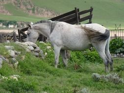 White horse on field