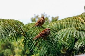 sparrows on tropical palm tree