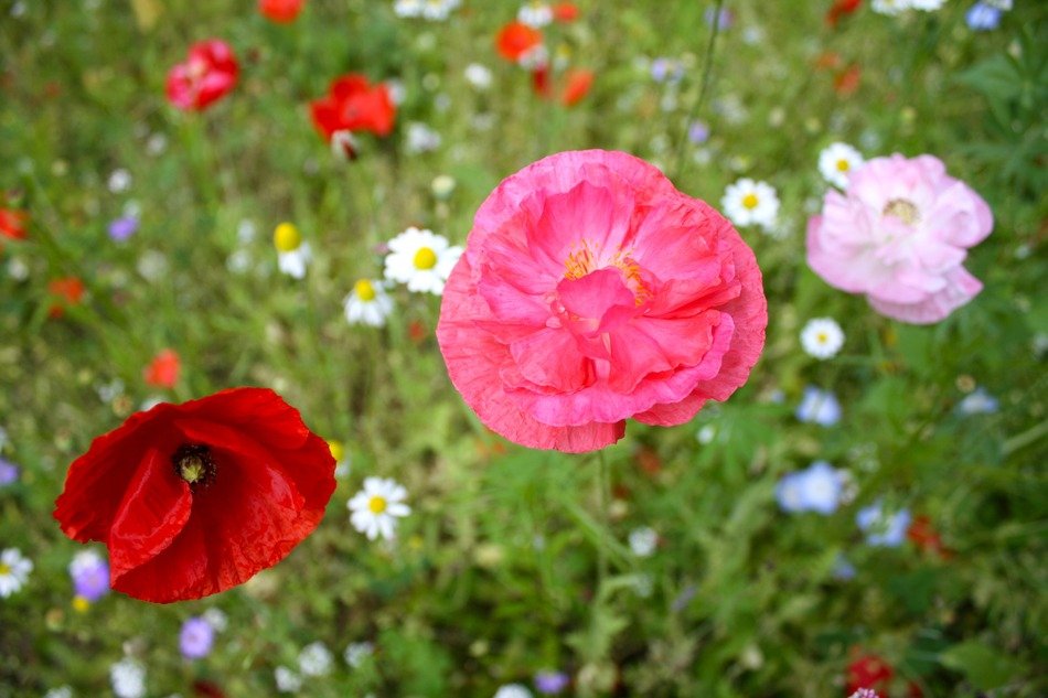 splendiferous poppy flower