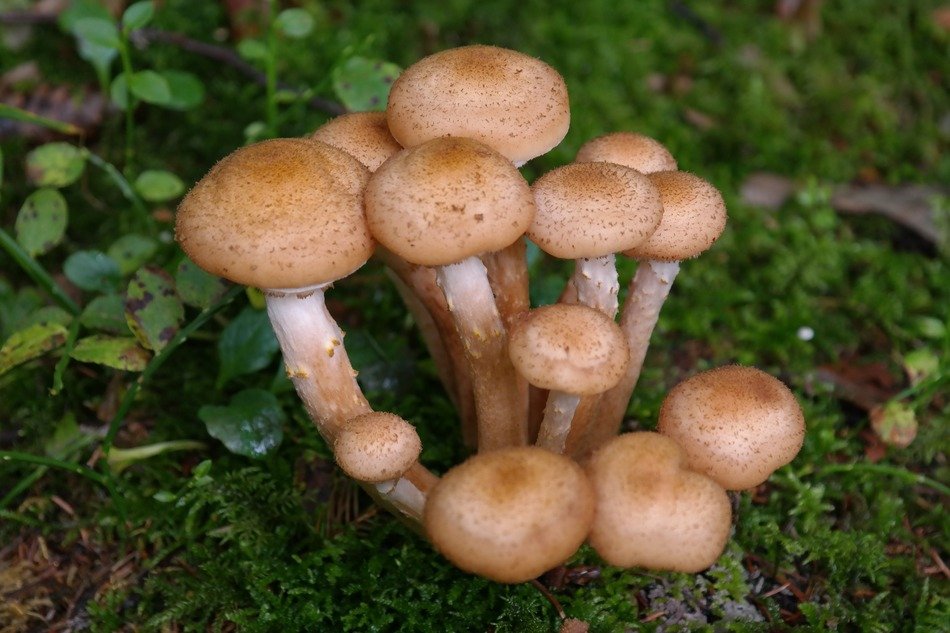 armillaria ostoyae mushrooms in the forest