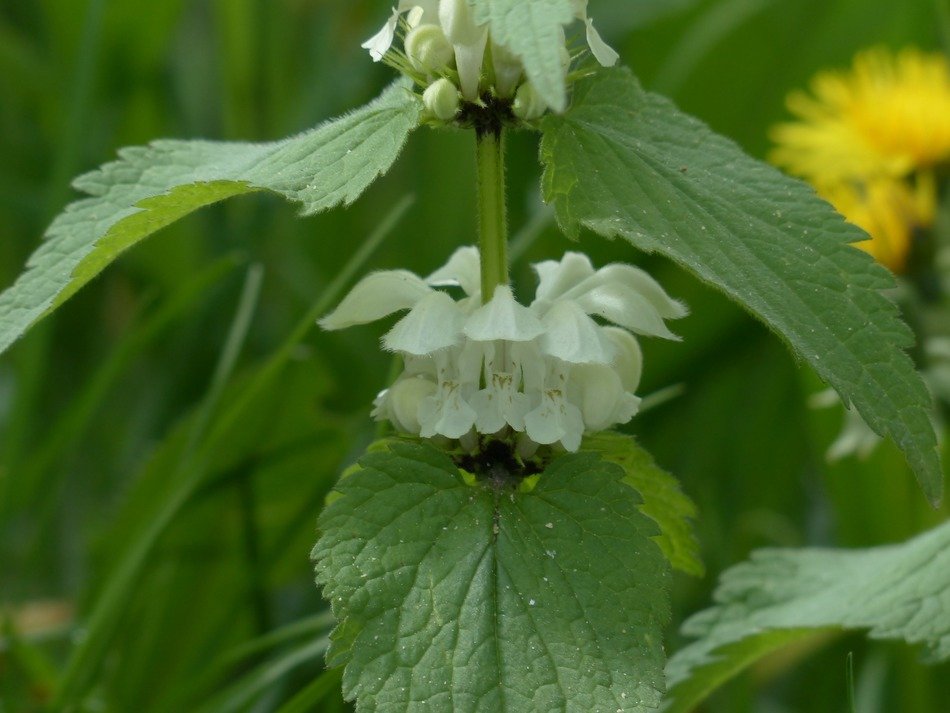 nettle with buds