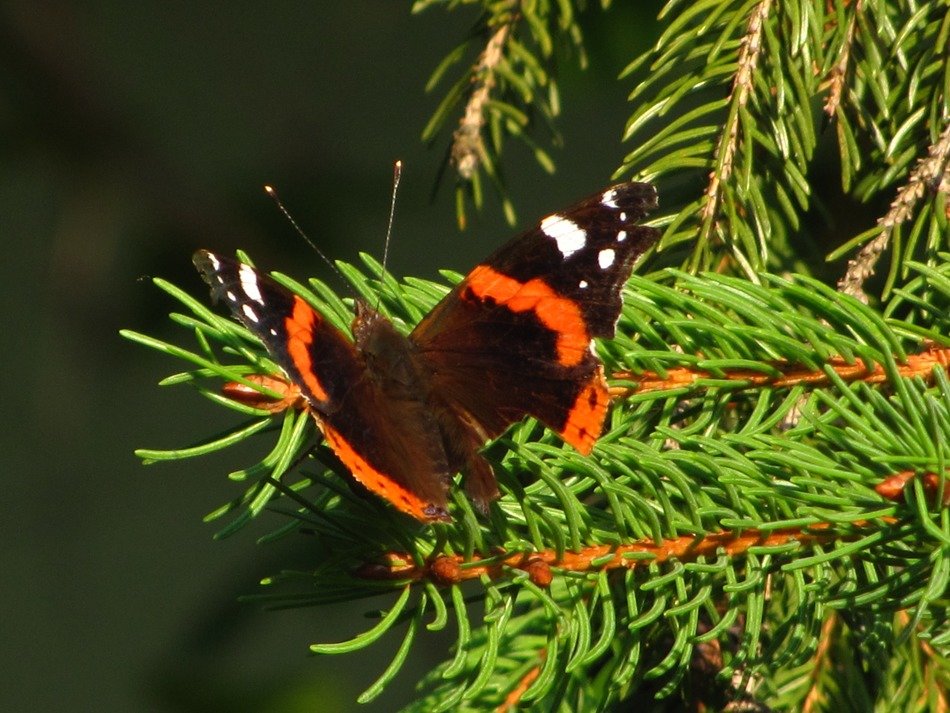 butterfly on the fir tree