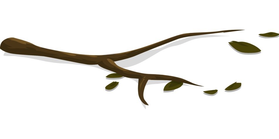 Branch with the leaves clipart