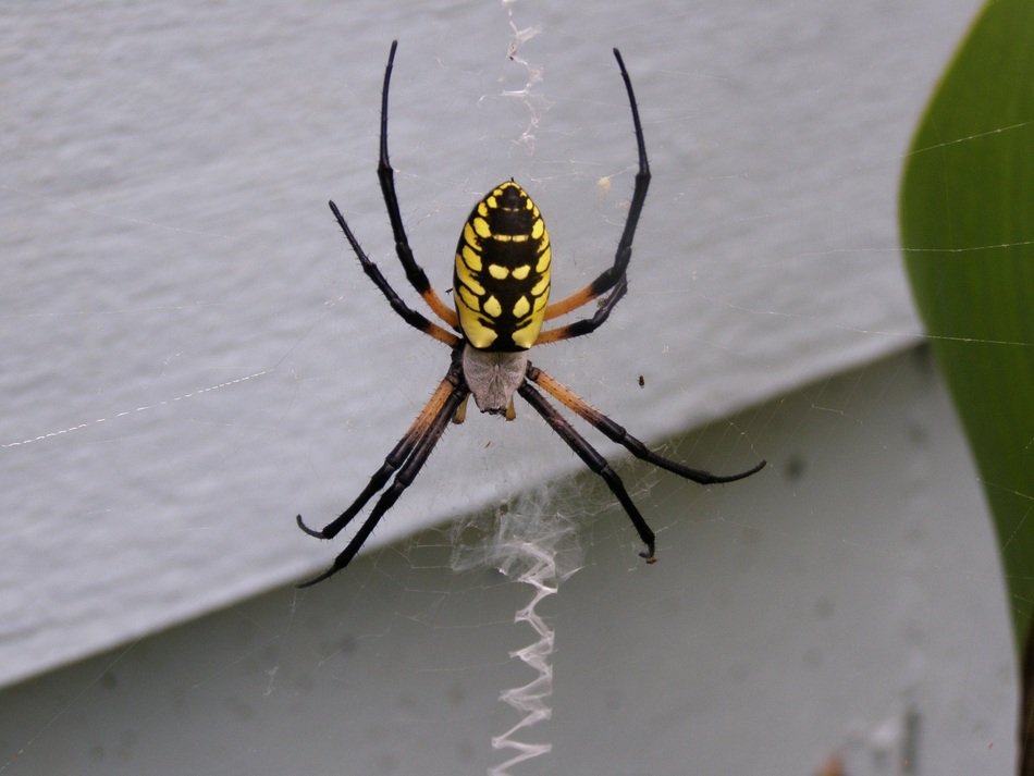 Picture of spider is on a Web on a blurred background