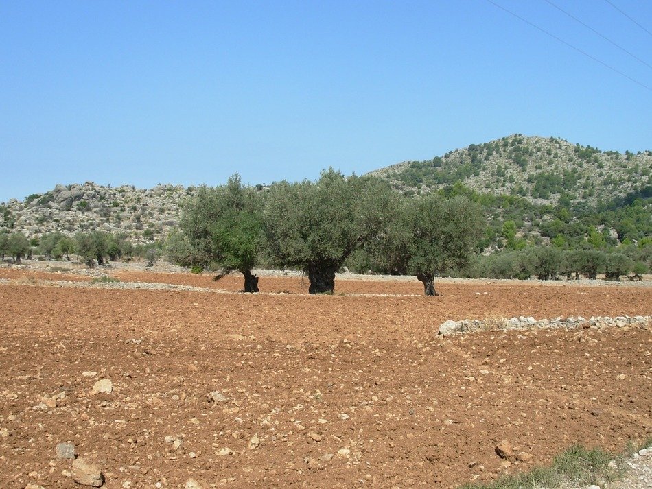 trees red mallorca