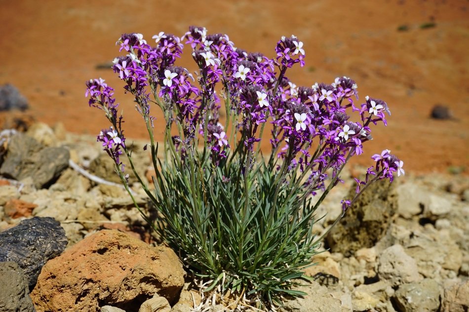 white and violet flowers in desert, erysimum scoparium