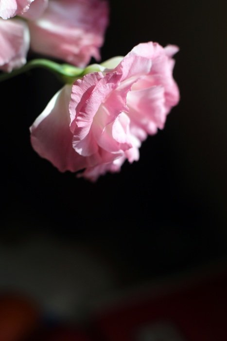 pink carnation on black background