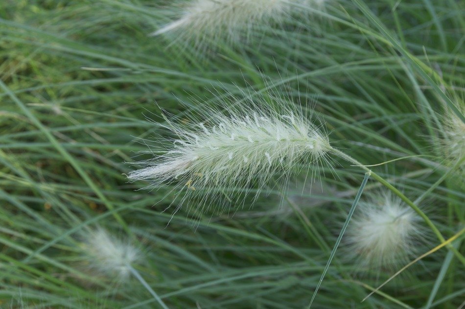 splendiferous villosum grass