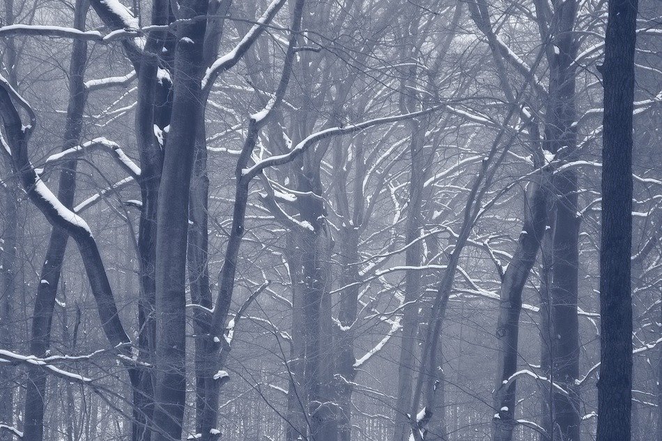 landscape of winter forest in the mist