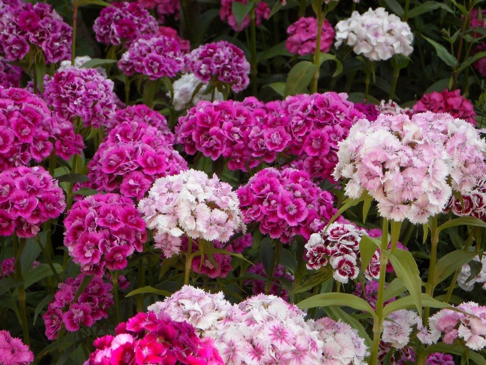 sea of pink flowers on the garden