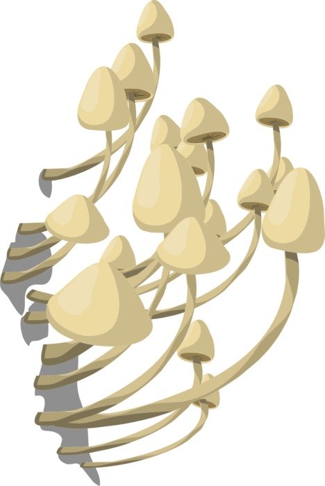 Clipart of the beautiful, white mushrooms at white background