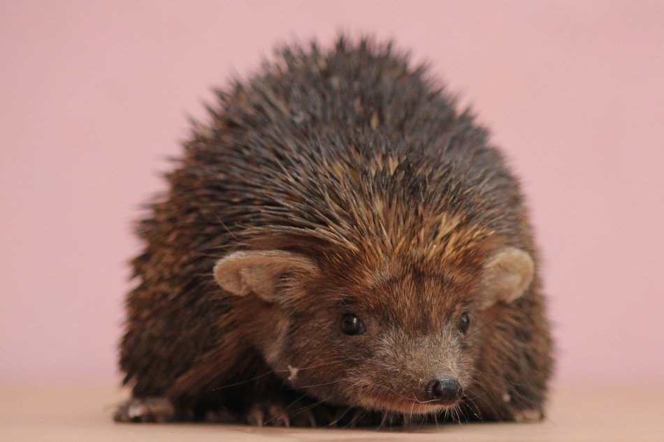 Hedgehog in India