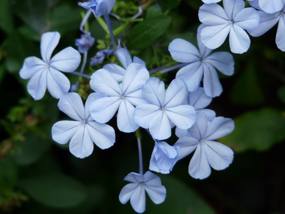 Light blue flowers on plants