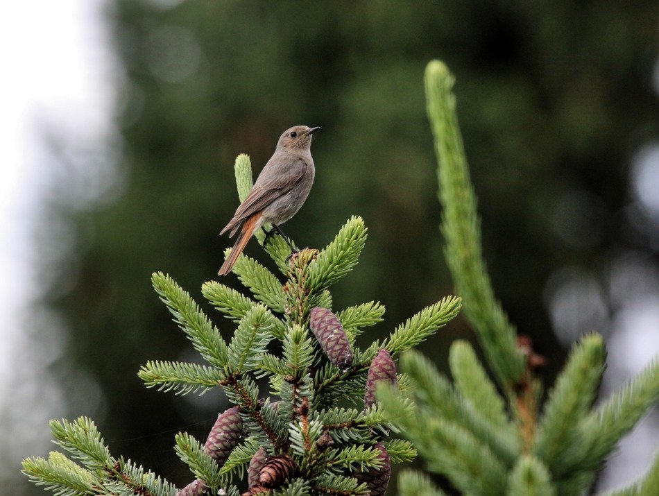 Bird on the green tree