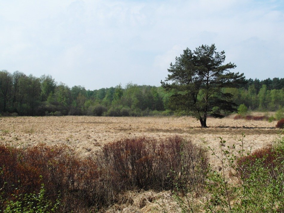 picture of the hede billeder