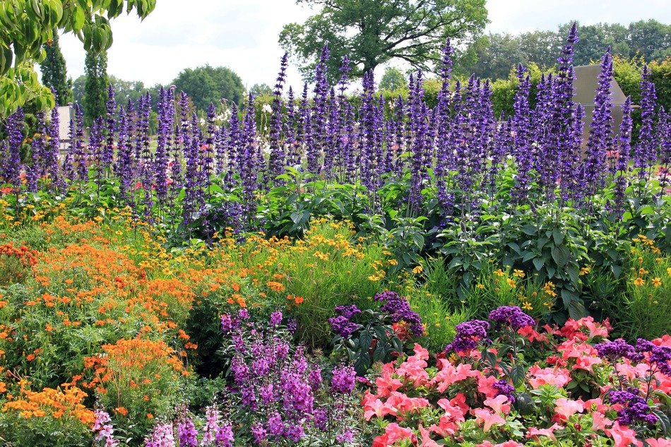 colorful blooms in the park