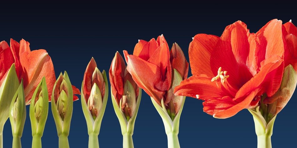 Red flowers blossom in blue sky background
