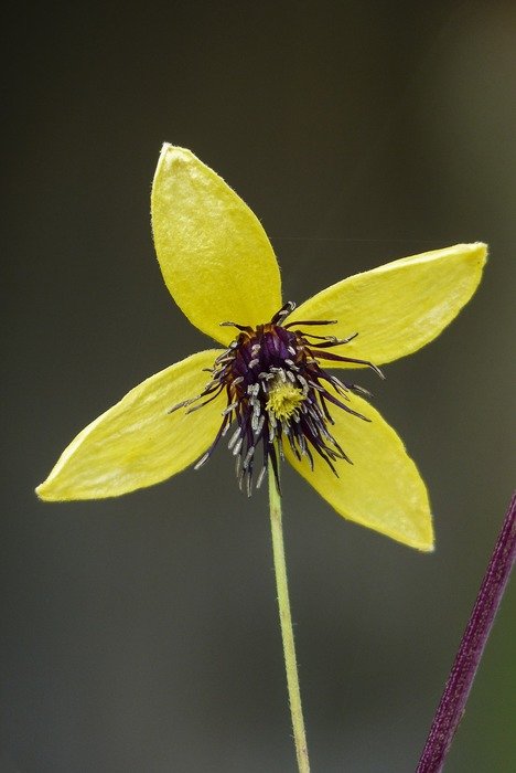 Close-up of the beautiful golden clematis in the garden