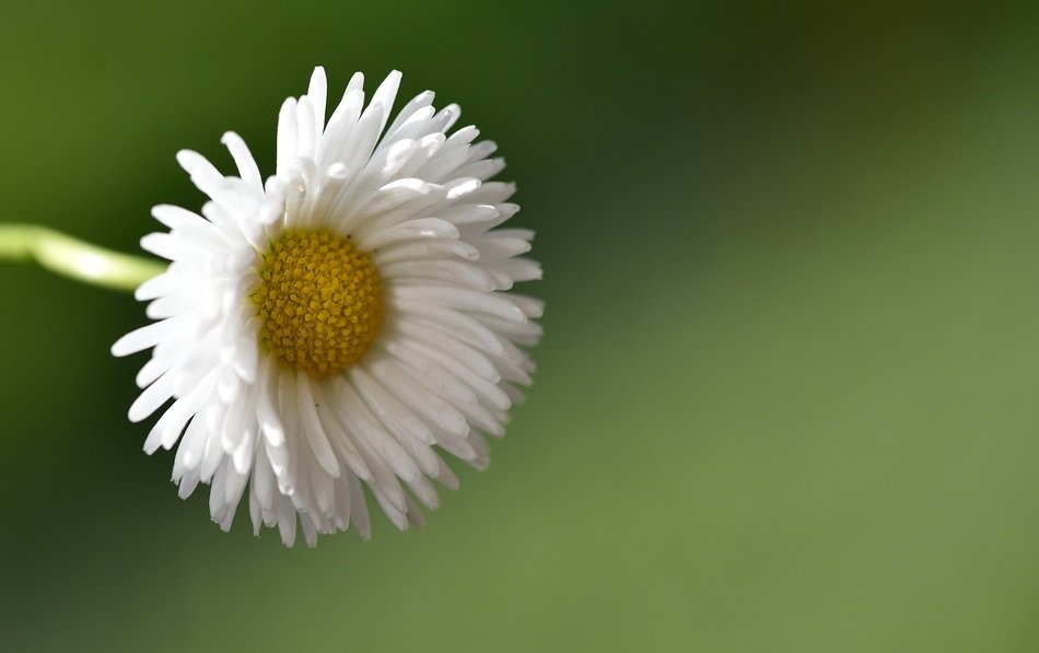 daisy pointed flower