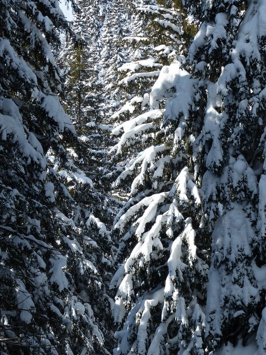 Snow on the trees in the forest